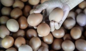 Harga Pakan Penyebab Harga Telur Ayam Naik