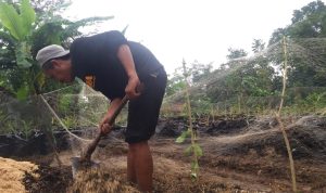 Hasil Bumi Dongkrak Perekonomian Petani