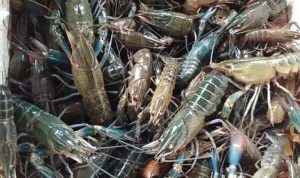 Budidaya Udang Lobster Menjanjikan