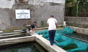 Kematian Ikan Dewa Diduga Keracunan Pakan, Pembudidaya Sumedang Mengaku Prihatin