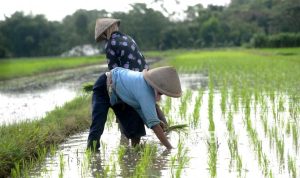 Petani Akui Kekurangan Pupuk