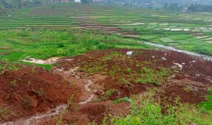 Tanah Longsor Timpa Pesawahan Warga