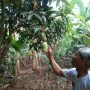 Musim Hujan Datang Lebih Awal, Produksi Mangga Menurun