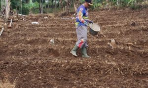 Petani Sayuran Terancam Serangan Hama