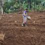 Petani Sayuran Terancam Serangan Hama