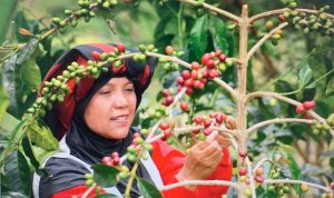 Buah Kopi Takengon Aceh sampai ke Amerika Serikat, Ini Buah Pemberdayaan UMKM BRI