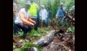 Ngeri! Ular Piton 7 Meter Makan Manusia