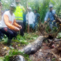 Ngeri! Ular Piton 7 Meter Makan Manusia