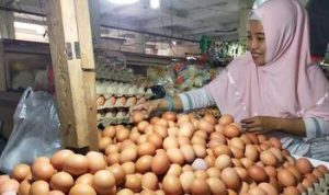 Harga Telur Tidak Menentu