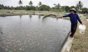 Budidaya Ikan dan Pakan Mandiri Bantu Masyarakat