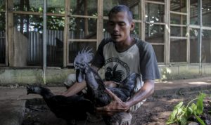 Bukan Mistik, Ini Bisnis Ayam Cemani yang Menguntungkan