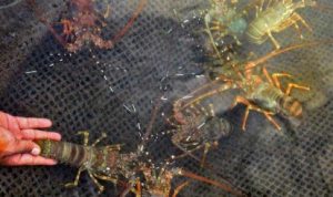 Usaha Lobster Air Tawar Menjanjikan