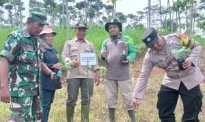 Pisang Cavendish, Tingkatkan Ketahanan Pangan