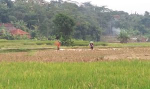 Sering Mendung, Pengeringan Padi Terganggu