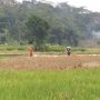 Sering Mendung, Pengeringan Padi Terganggu