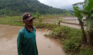 Hektaran Sawah Rusak Terendam Banjir, Normal Kembali Setelah 11 Jam