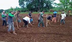 TNI Kembangkan Tanaman Jagung