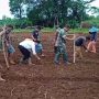 TNI Kembangkan Tanaman Jagung