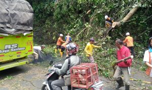 Waspada! Kabel Listrik Tertimpa Pohon Tumbang