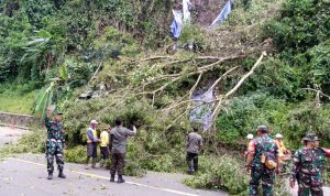 Pohon di Cadas Pangeran Rawan Tumbang