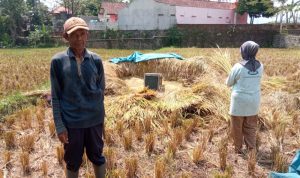 Petani Kebingungan Hadapi Musim Hujan