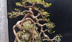 Salah Satu Gaya Bonsai Yang Populer di Indonesia