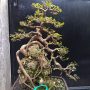 Salah Satu Gaya Bonsai Yang Populer di Indonesia