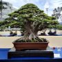 Bonsai Pohon Serut yang telah menjuarai pameran bonsai