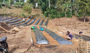 Petani Minta Pupuk Tidak Dibatasi