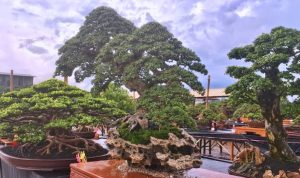 Bonsai dengan kualitas tinggi dan umur puluhan tahun