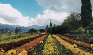 Tempat Wisata Favorit Di Ciwidey, Happy Farm