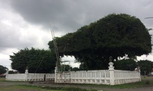 Sekilas mitos alun-alun yogyakarta 