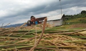 Kemarau Basah, Produksi Padi Meningkat