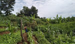 Madara Konsep Green Belt Jadi Taman Buah