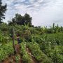 Madara Konsep Green Belt Jadi Taman Buah