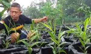 Petani Milenial, Jadi Garda Terdepan Geliatkan Pertanian