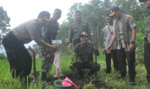 Perhutani Lakukan Penanaman Mencegah Erosi