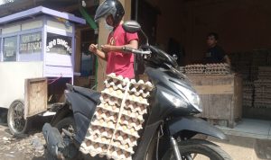 Harga Telur Ayam Merangkak Naik