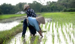 Petani Mengeluh Hasil Panen Gagal Basah