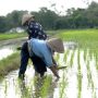 Petani Mengeluh Hasil Panen Gagal Basah