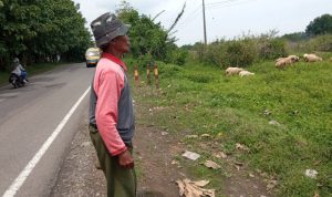 Ternak Kambing Masih Jadi Andalan