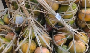 Mangga Gincu, Potensi Ladang Usaha