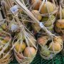 Mangga Gincu, Potensi Ladang Usaha