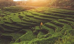 Tempat Wisata Terasering Sawah Nangklak Majalengka, Sejuk Dan Damai!