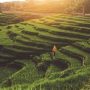 Tempat Wisata Terasering Sawah Nangklak Majalengka, Sejuk Dan Damai!