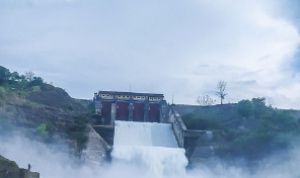 Air Waduk Jatigede Naik, Peternak Panik