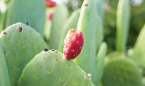 Menurunkan Kolestrol Dengan Makan Buah Kaktus Pir Berduri?