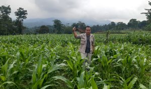 Wado, Sentra Jagung di Sumedang