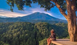 Wisata Gunung Ciwaru Majalengka, Panorama Alam Hutan Pinus