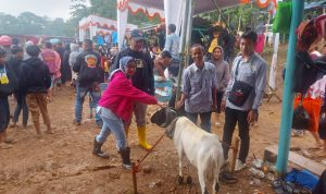 Ketangkasan Adu Domba Garut di Sumedang